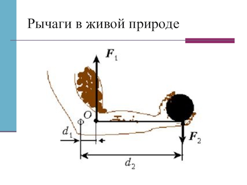 Рычаг 7 класс презентация