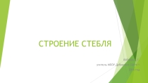 Презентация по биологии Строение стебля (6 класс)
