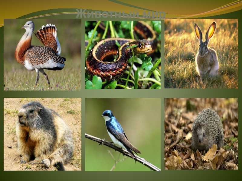 Презентация к интегрированному историко-природоведческому уроку в 5 классе Как это было...Донбасс в древности Животный мир Животный мир