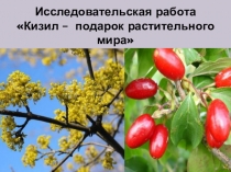 Кизил - подарок растительного мира