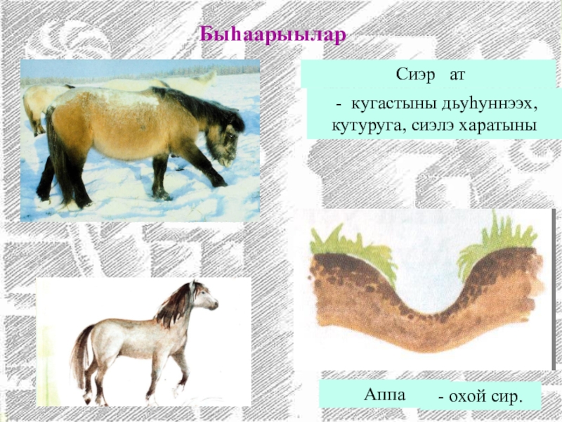 Сахалыы сиэр туом презентация