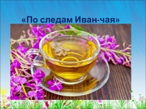 Презентация по окружающему миру По следам Иван-чая