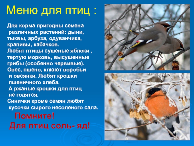 Презентация Меню для птиц :Для корма пригодны семена различных растений: дыни, тыквы, Меню для птиц :Для корма пригодны семена различных растений: дыни, тыквы, арбуза, одуванчика,крапивы, кабачков.Любят птицы сушеные яблоки