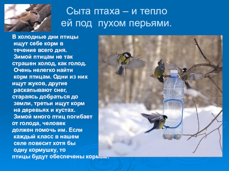 Презентация Сыта птаха – и тепло ей под пухом перьями.В холодные дни Сыта птаха – и тепло ей под пухом перьями.В холодные дни птицы ищут себе корм в