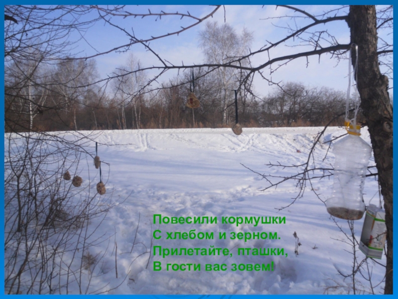Презентация Повесили кормушкиС хлебом и зерном.Прилетайте, пташки,В гости вас зовем! Повесили кормушкиС хлебом и зерном.Прилетайте, пташки,В гости вас зовем!