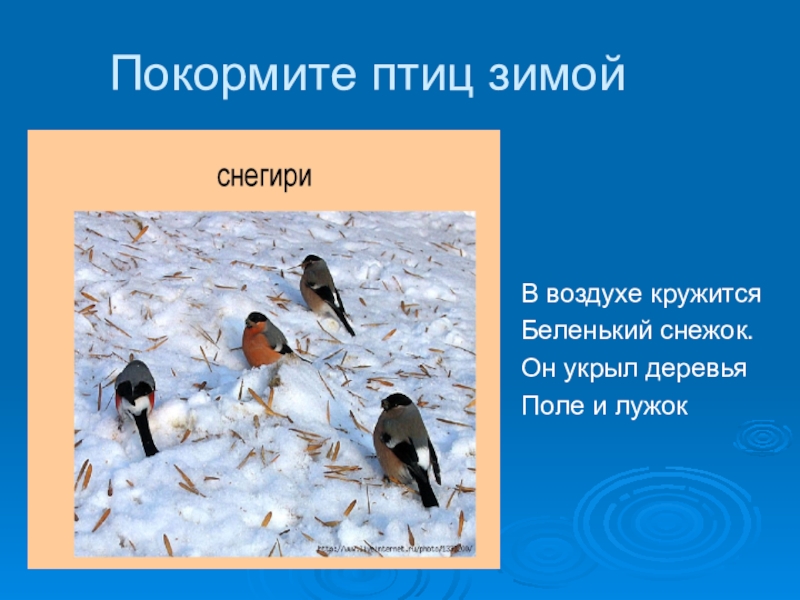 Презентация Покормите птиц зимойВ воздухе кружитсяБеленький снежок.Он укрыл деревья Поле и лужок Покормите птиц зимойВ воздухе кружитсяБеленький снежок.Он укрыл деревья Поле и лужок