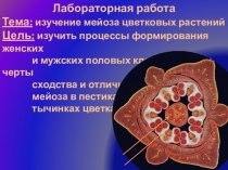 Лабораторная работа Изучение макро-, микроспорогенеза (мейоза) и макро-, микрогаметогенеза цветковых растений (10класс, профильный уровень)