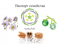 Презентация по биологии на тему Класс Двудольные. Семейство Пасленовые, 7 класс