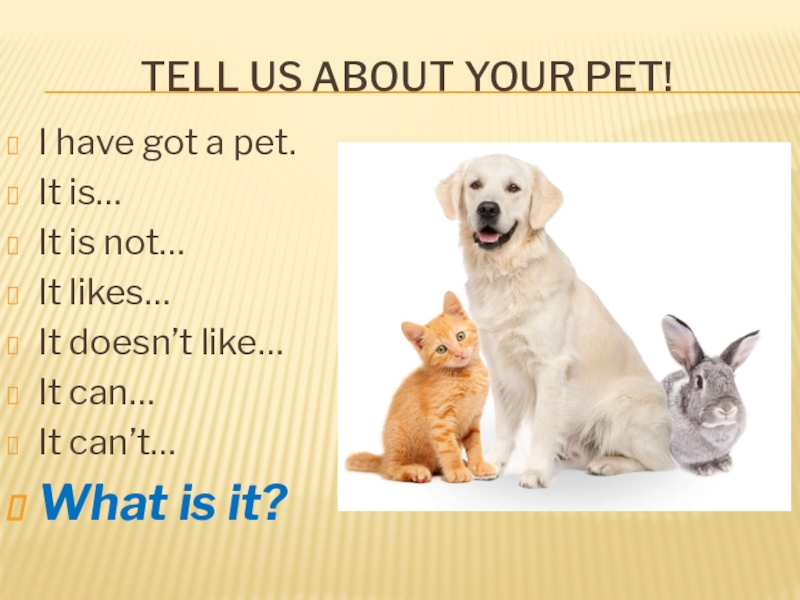 My pet dog has a. Проекты на тему my Pet. Тема my Pet. Проект по английскому my Pet. Проекты по теме Pets.