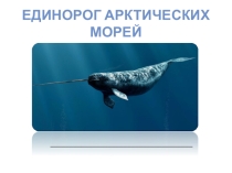 Презентация Нарвал_единорог арктических морей
