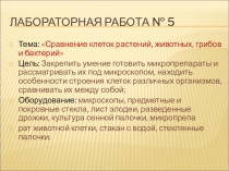 Лабораторная работа № 5