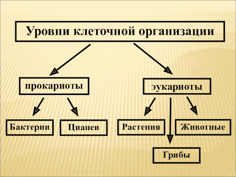 Принципы клеточной организации