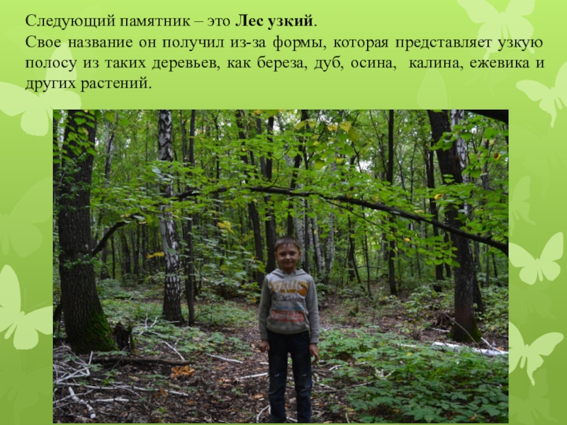 Полоса прорубаемая в лесу. Узкая полоса леса. Памятники природы родного края сообщение. Узкая полоса прорубаемая в лесу. Загадка узкая полоса прорубленная в лесу.