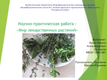 Презентация Научно-практическая работа Мир лекарственных растений 2 класс