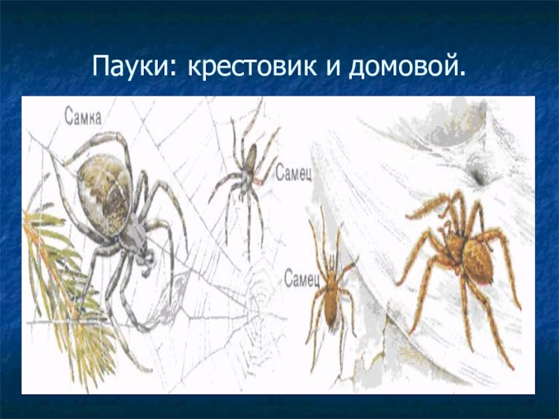 паук крестовик класс типа членистоногих. паукообразные паук крестовик характеристика. паук царство тип класс отряд семейство род вид. паук крестовик класс типа членистоногих. паук-крестовик.