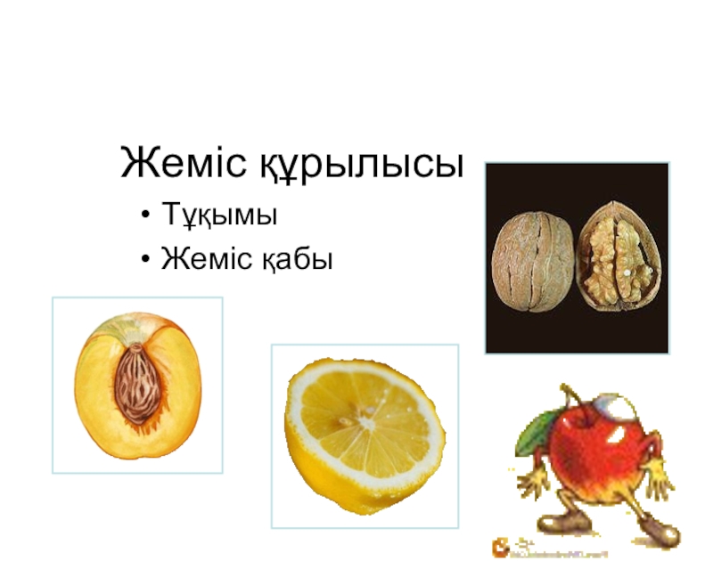Презентация по биологий на тему Жемістер (6 класс) Жеміс құрылысыТұқымыЖеміс қабы Жеміс құрылысыТұқымыЖеміс қабы