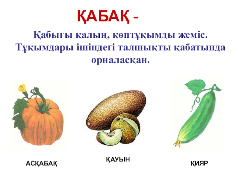 Презентация по биологий на тему Жемістер (6 класс) ҚАБАҚ -Қабығы қалың, көптұқымды жеміс. Тұқымдары ішіндегі талшықты қабатында орналасқан.АСҚАБАҚҚАУЫН ҚИЯР ҚАБАҚ -Қабығы қалың, көптұқымды жеміс. Тұқымдары ішіндегі талшықты қабатында орналасқан.АСҚАБАҚҚАУЫН ҚИЯР