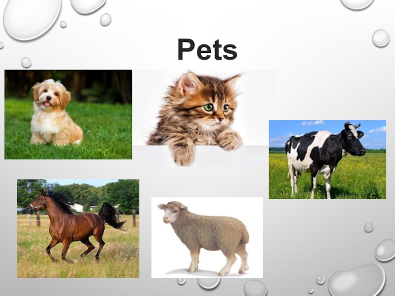 Pets презентация. Презентации на тему Pets. Pets and Wild animals презентация. Pets тема 2 класс. Презентация на тему Pets в Англии.