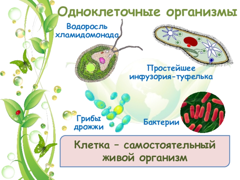 Почему бактерии вирусы одноклеточные водоросли. Одноклеточные организмы. Одноклеточный организм водоросли. Одноклеточные водоросли и бактерии. Одноклеточный организм дрожжи.