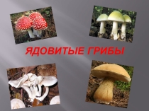 Презентация по окружающему миру на тему Ядовитые грибы.