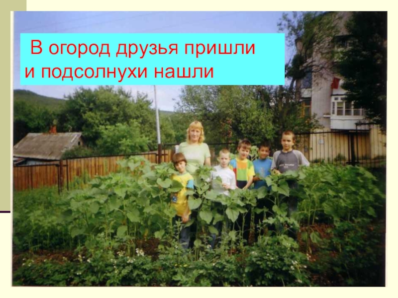 Презентация Социально - трудовая адаптация воспитанниковы В огород друзья пришли и подсолнухи нашли В огород друзья пришли и подсолнухи нашли