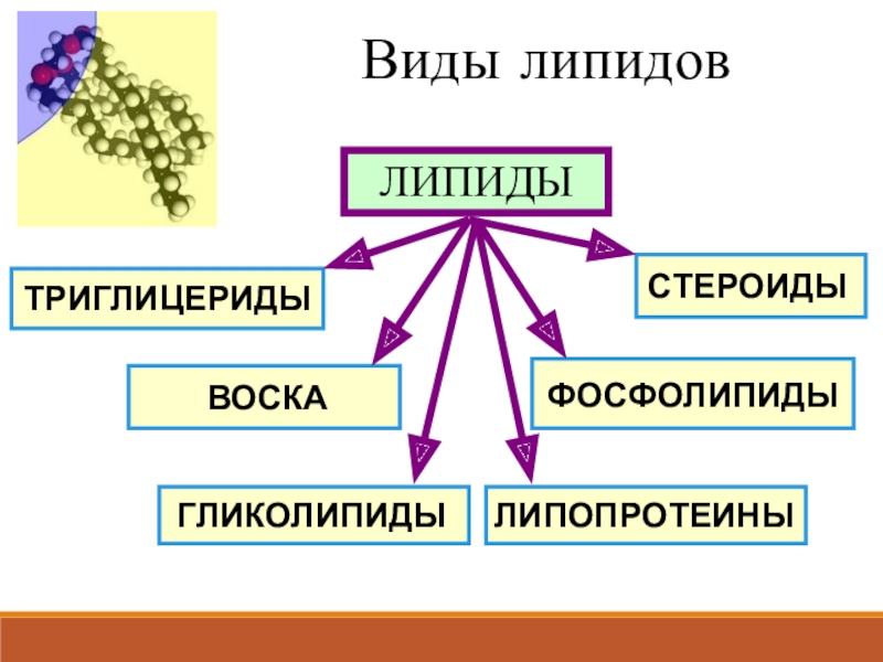 Углеводы презентация 9 класс биология