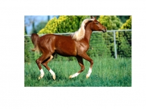 Тренировочные упражнения по английскому языку для 2 класса по теме Цвета с повторением базовой лексики