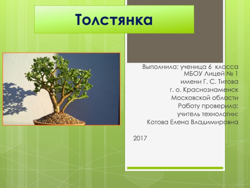 Презентация Презентация по технологии на тему Растение в интерьере жилого дома: толстянка (6 класс)