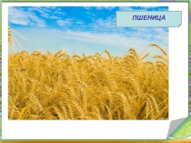 Конспект урока окружающего мира  Полевые растения