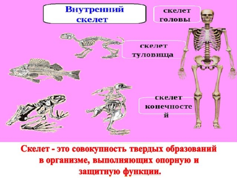 Опора тела организмов 10 класс презентация