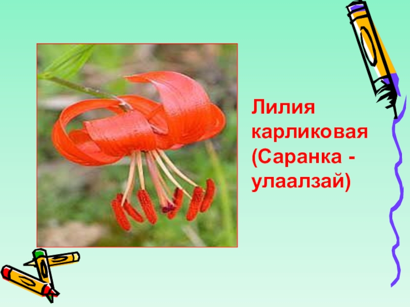 Презентация лилия саранка