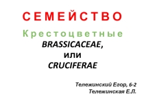 Презентация к уроку: Класс Крестоцветные