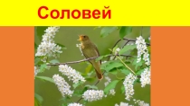 Соловей (рассказ о разнообразии соловьёв) для урока окружающего мира 3 класс
