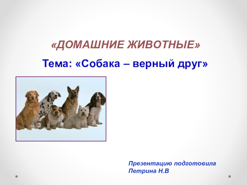 Тема собаки. Презентация на тему домашний питомец. Презентация на тему собака домашнее животное. Домашний питомец собака проект. Проект на тему домашнее животное собака.