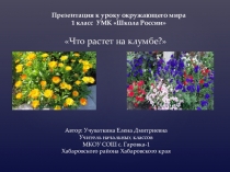 Презентация по окружающему миру Что растет на клумбе? 1 класс (УМК Школа России)