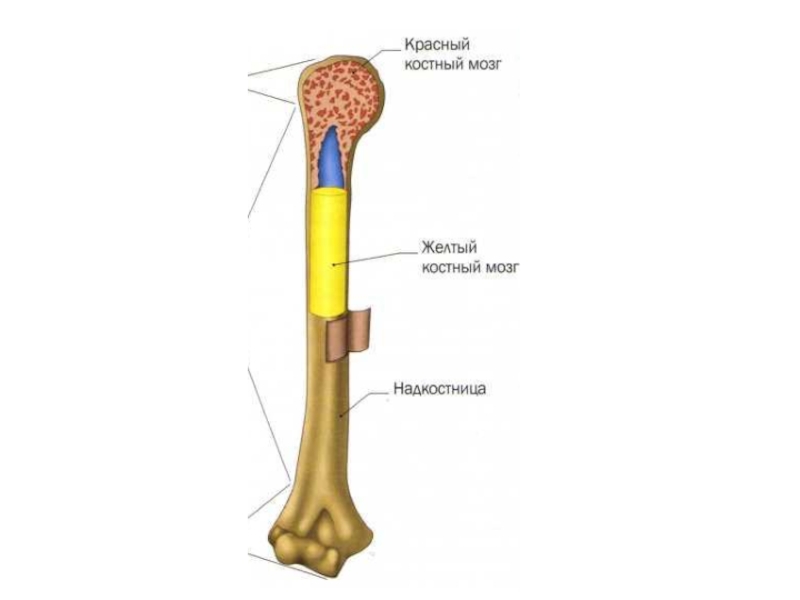 Костный мозг схема