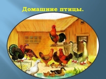 Презентация дошкольное образование Домашние птицы