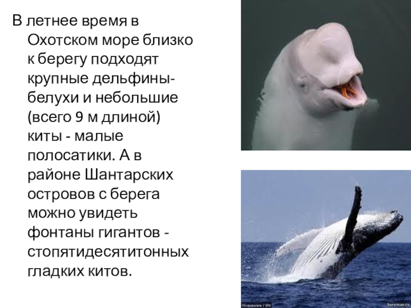 Презентация море охотское море