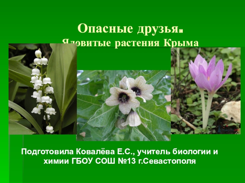 Цветы Крыма Фото