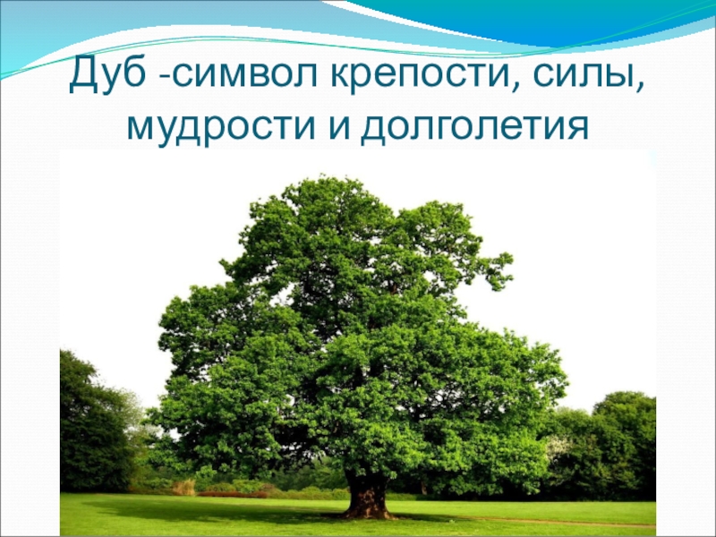 Дубы дуб 1 класс. Дуб символ. Дуб для презентации. Слайды с дубом. Что символизирует дуб.