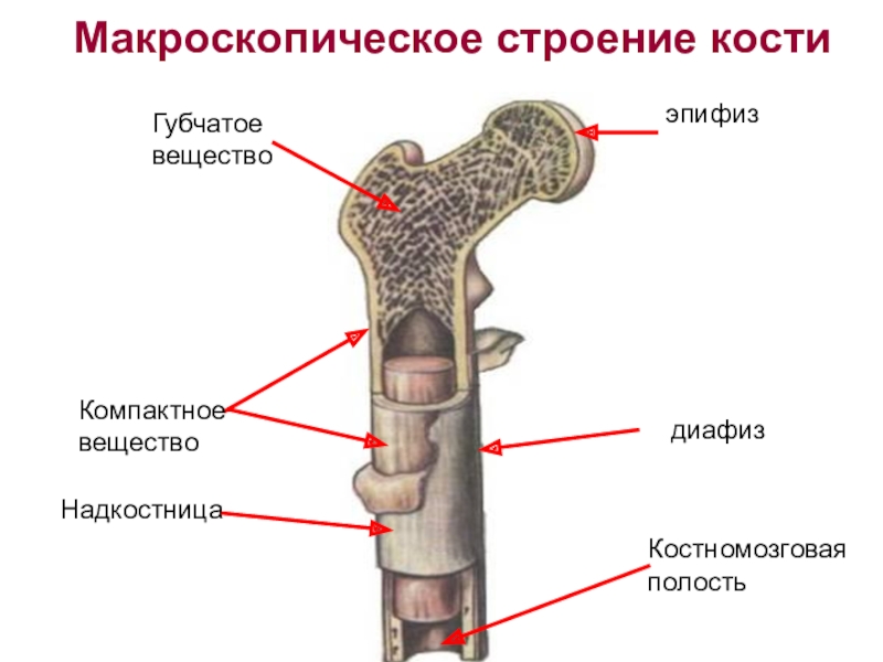 Рисунок компактное вещество кости