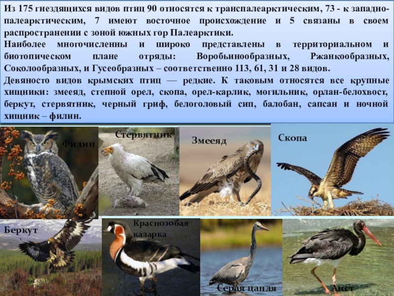 Водоплавающие Птицы Крыма Фото