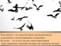 Презентация по биологии для 7 класса на тему: Класс птицы.
