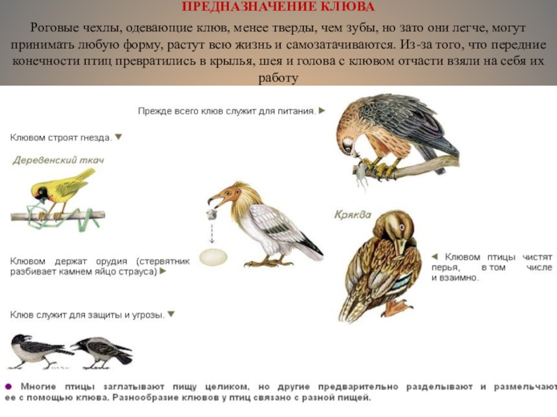 Самостоятельная работа по биологии 7 класс птицы. Типы клювов у птиц. Формы клюва у птиц. Клювы птиц и их функции. Типы клювов у птиц и их питание.