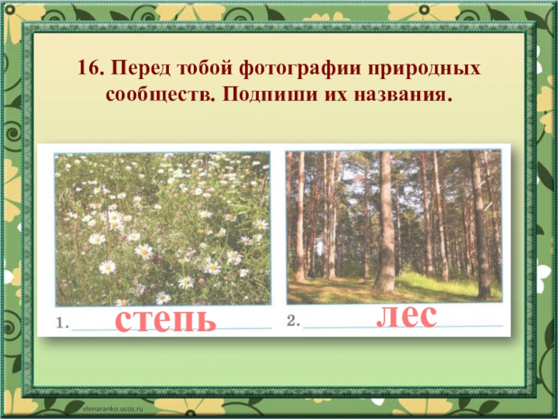 Какое природное сообщество россии. Природные сообщества 4 класс окружающий мир. Природное сообщество это 4 класс. Тест по теме природные сообщества. Характеристика природного сообщества.