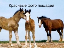 Презентация по теме Красивые фото лошадей