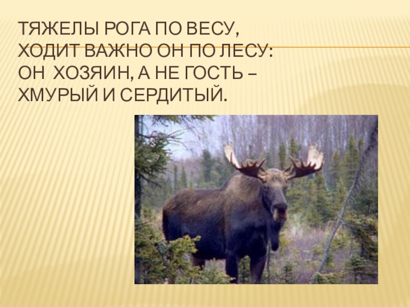 Тяжелы рога по весу,   Ходит важно он по лесу:  Он  хозяин, а не гость – 