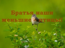 Презентация по биологии на тему Братья наши меньшие - птицы (7 класс)