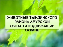 Презентация по географии Животные Тындинского района,их охрана 8 класс