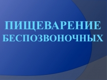 Презентация по биологии пищеварение беспозвоночных